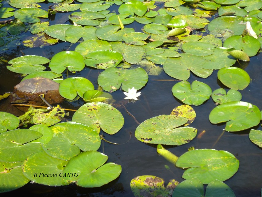 stagno con loto india