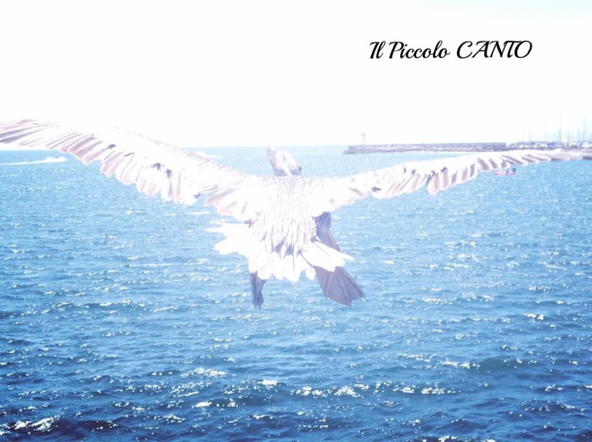 california-pellicano-mare