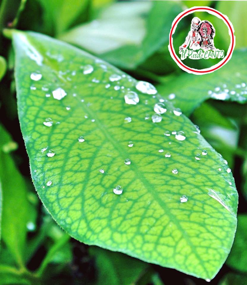 mentre-foglia-rugiada